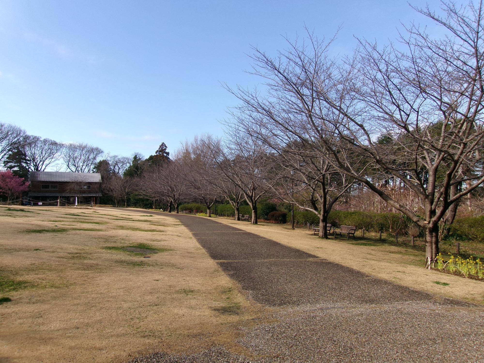 俣野別邸庭園　桜開花情報【2026年3月4日】の写真