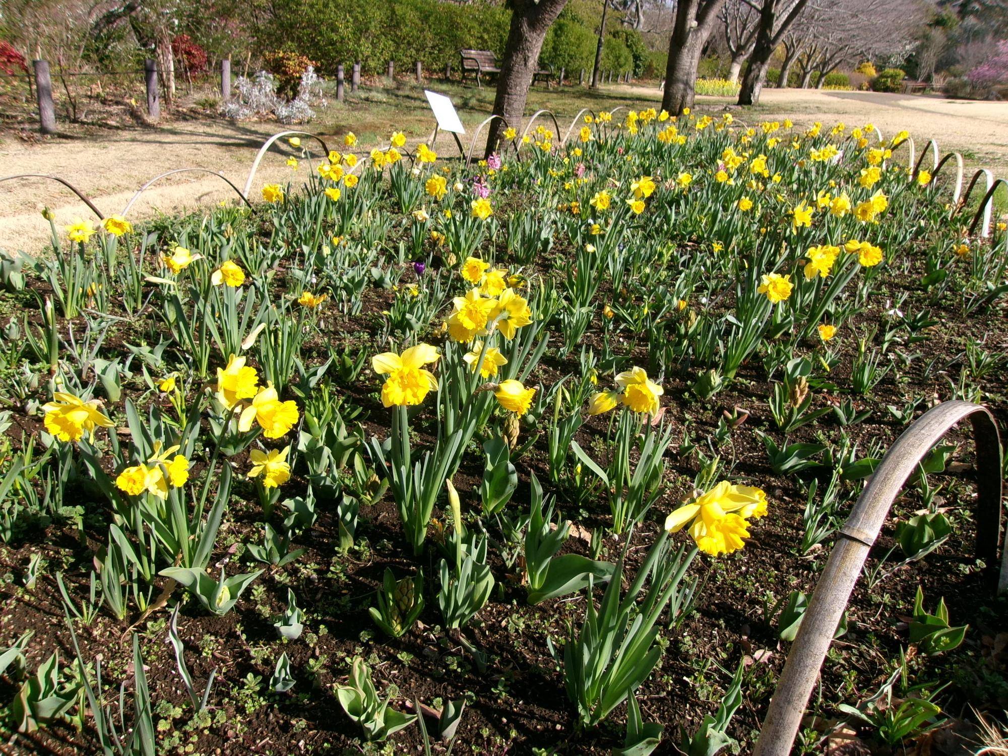 春うららの写真