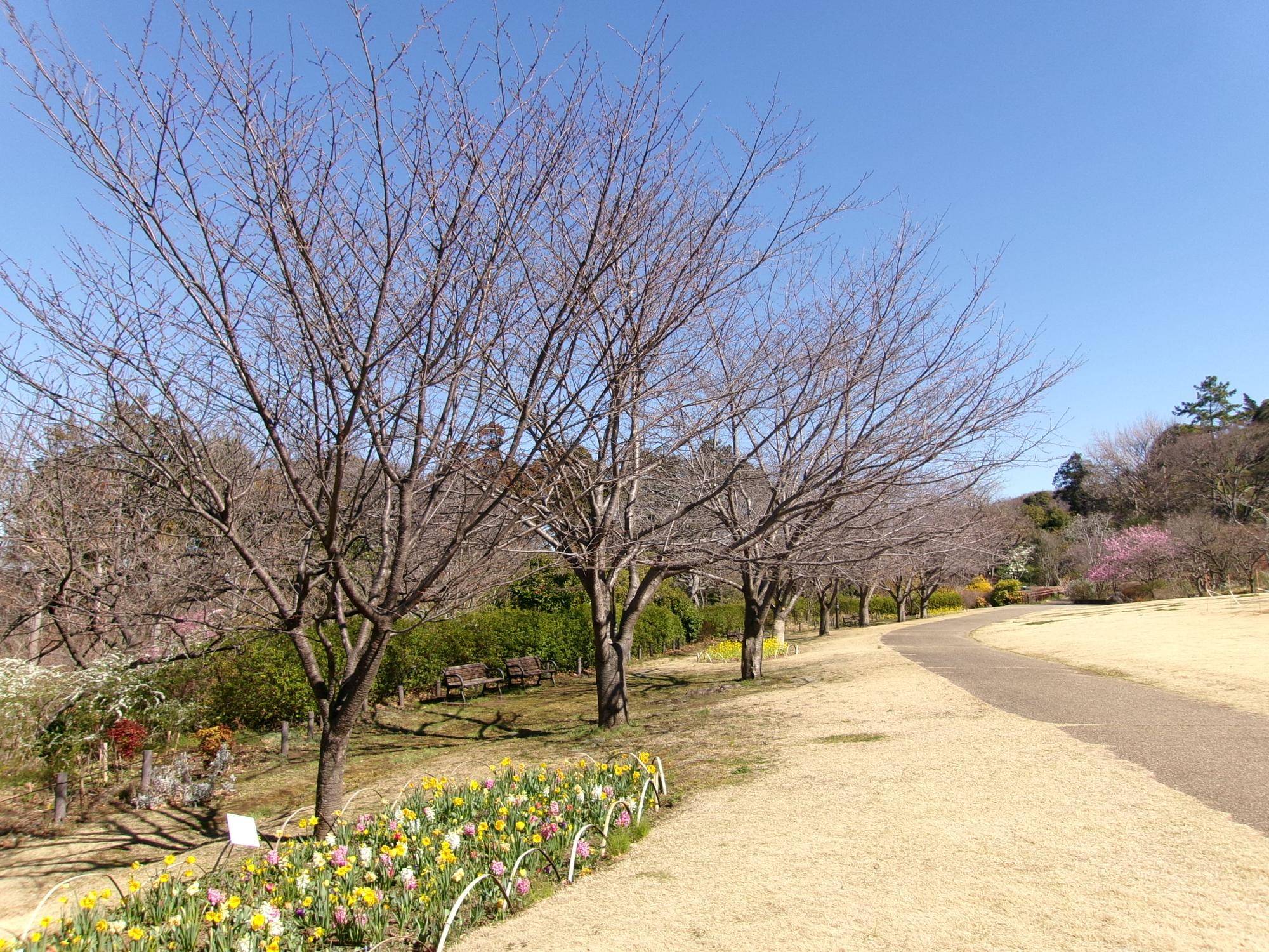俣野別邸庭園 桜開花情報【2026年3月14日】の写真