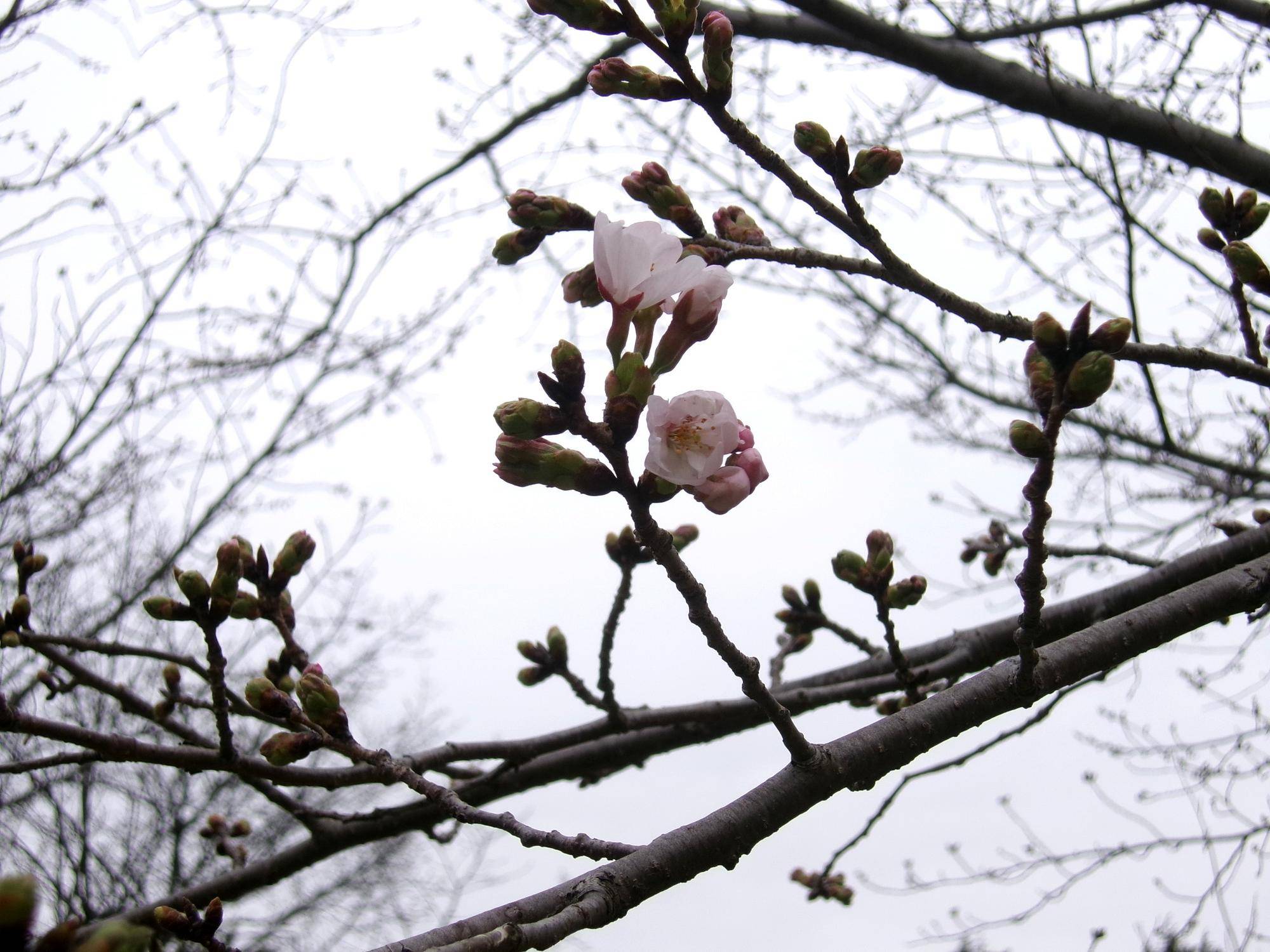 俣野別邸庭園 桜開花情報【2026年３月20日】の写真