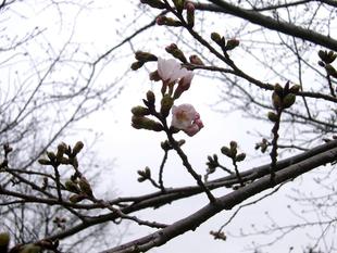俣野別邸庭園 桜開花情報【2026年３月20日】