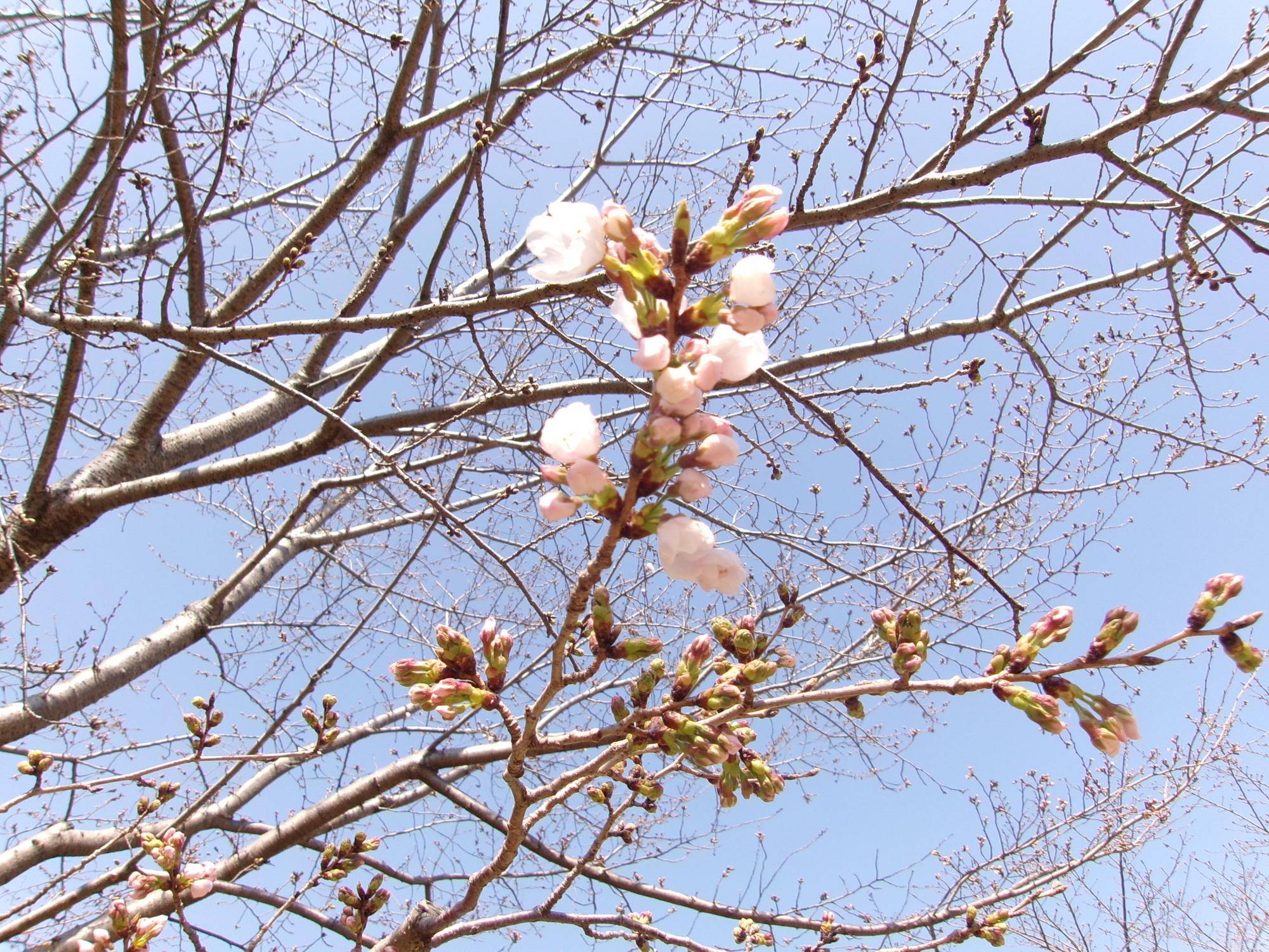 俣野別邸庭園 桜開花情報【2026年３月21日】の写真