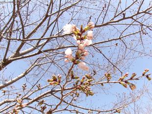 俣野別邸庭園 桜開花情報【2026年３月21日】