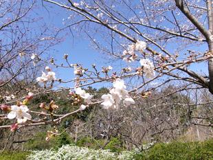 俣野別邸庭園 桜開花情報【2026年３月24日】