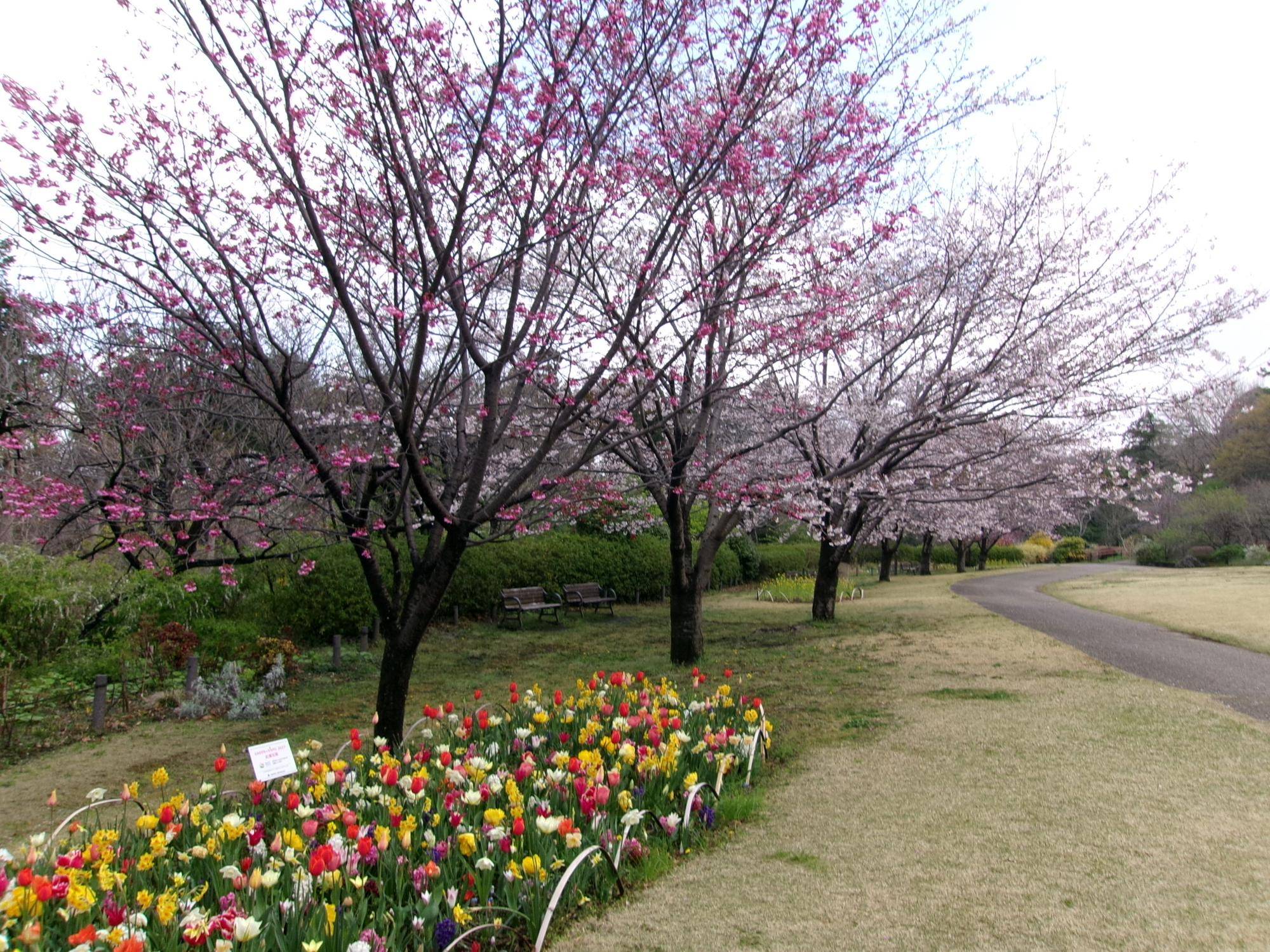 俣野別邸庭園 桜開花情報【2026年３月28日】の写真