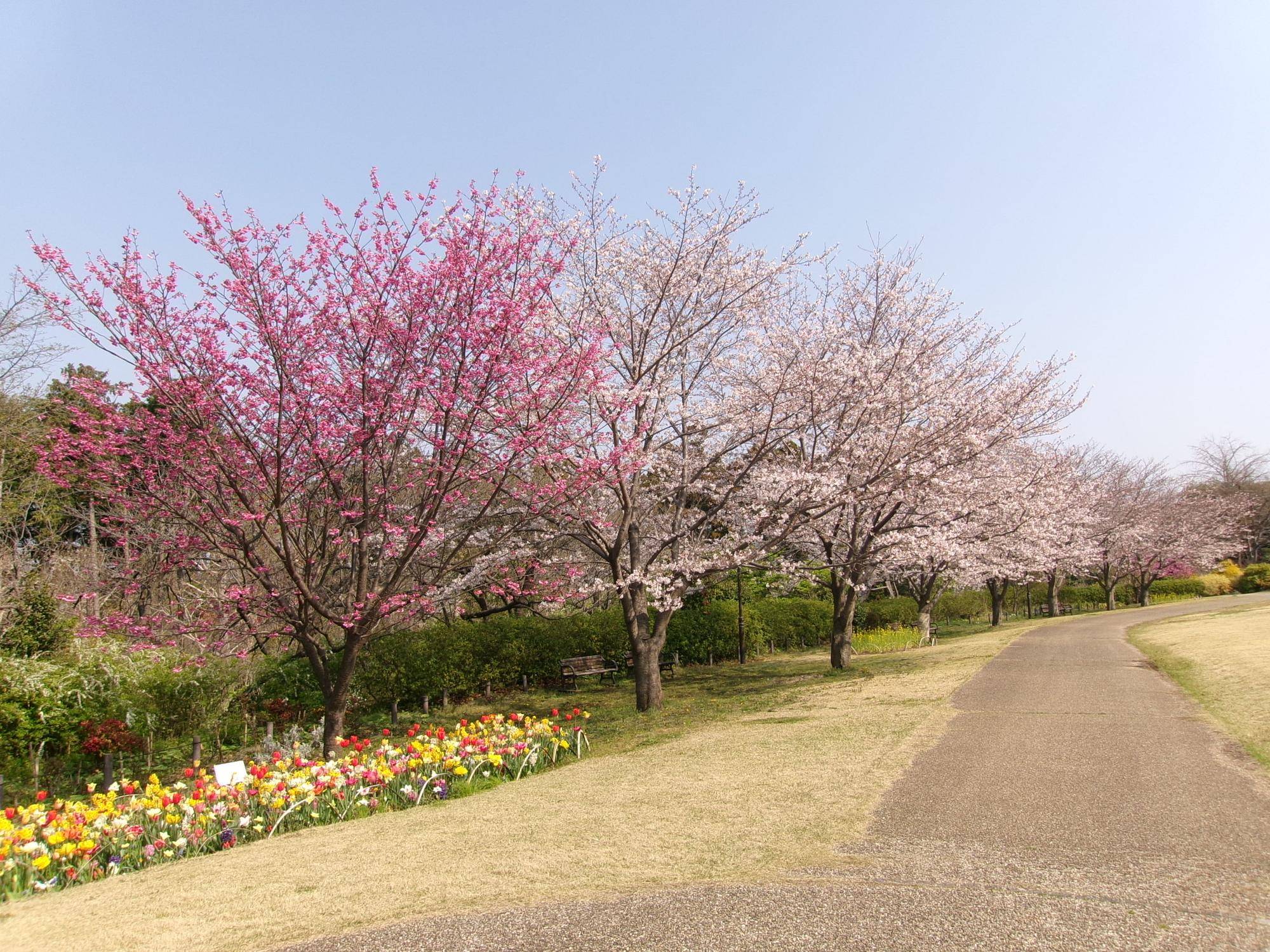 俣野別邸庭園 桜開花情報【2026年３月29日】の写真