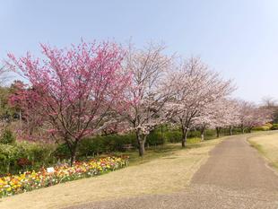 俣野別邸庭園 桜開花情報【2026年３月29日】