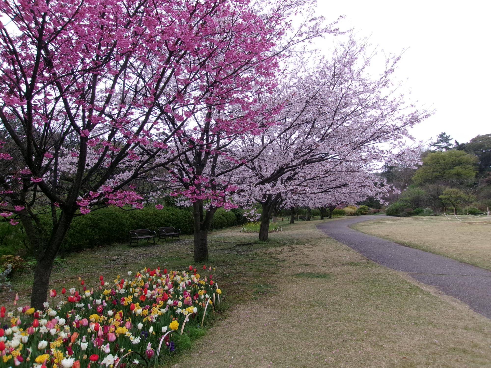 俣野別邸庭園 桜開花情報【2026年３月31日】の写真