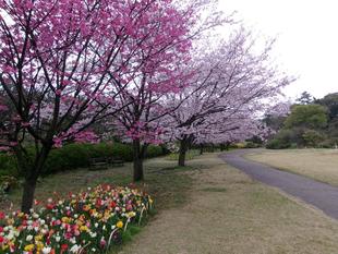 俣野別邸庭園 桜開花情報【2026年３月31日】