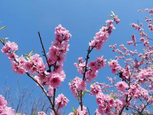 庭園散歩【2026年3月15日】