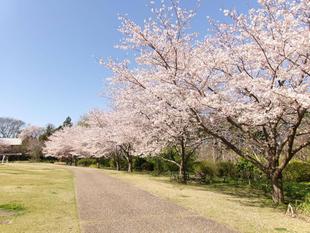 俣野別邸庭園 桜開花情報【2026年４月３日】