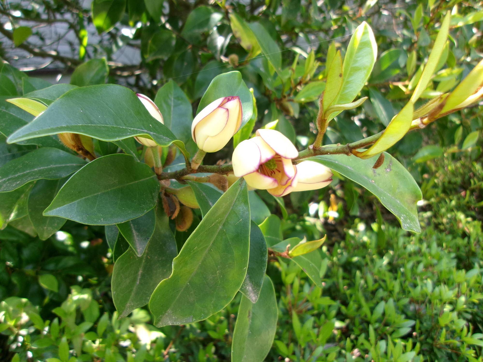 カラタネオガタマが咲いていますの写真