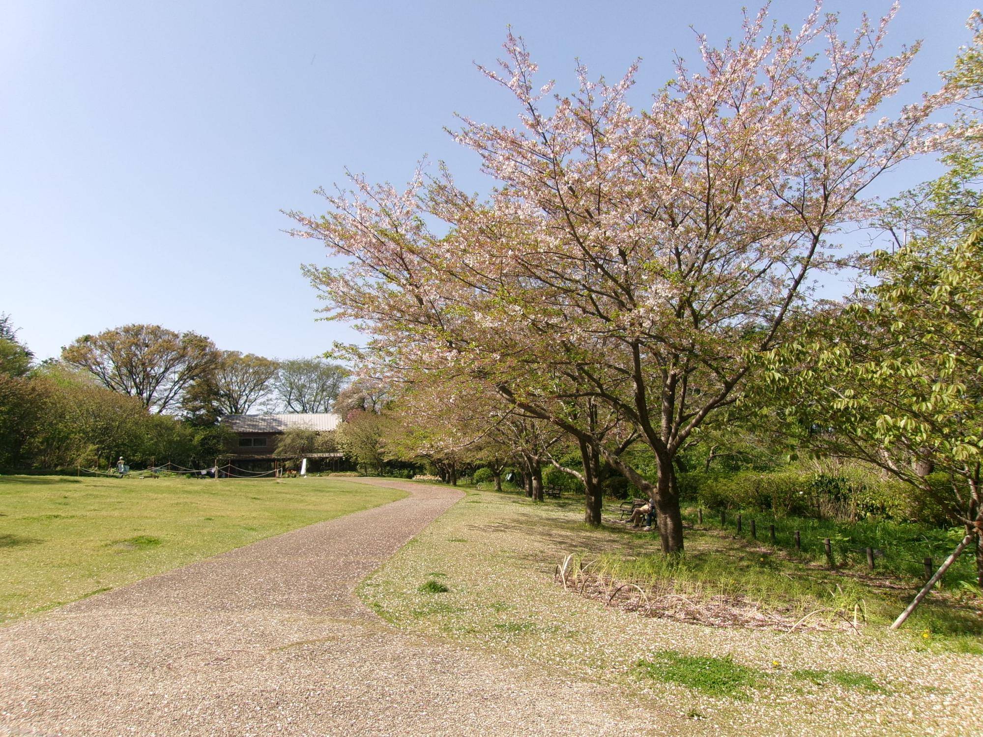 俣野別邸庭園 桜開花情報【2026年４月11日】の写真