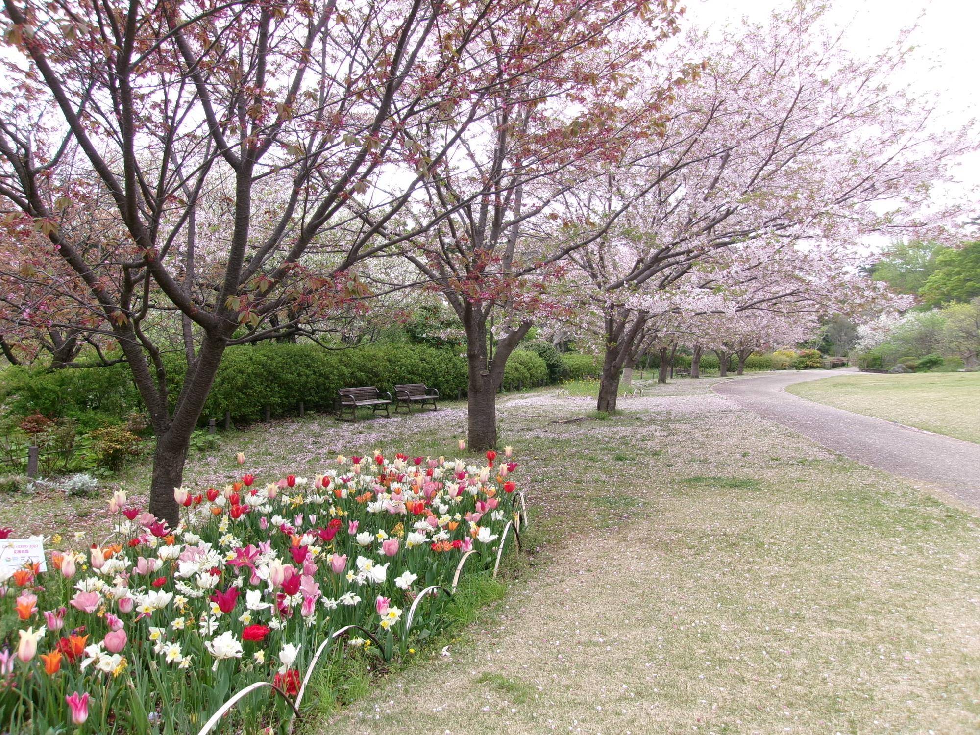 俣野別邸庭園 桜開花情報【2026年４月７日】の写真