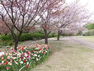 俣野別邸庭園 桜開花情報【2026年４月７日】