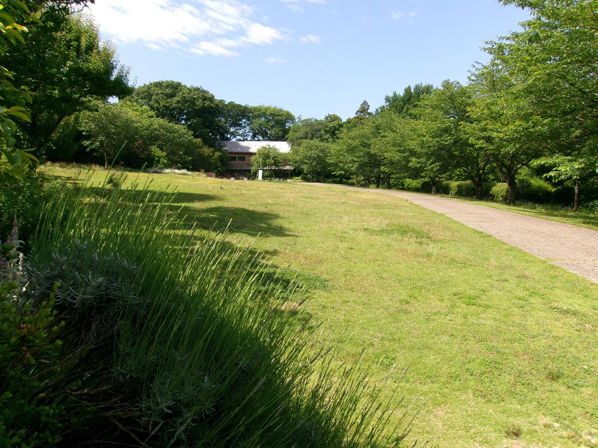 夏日の写真