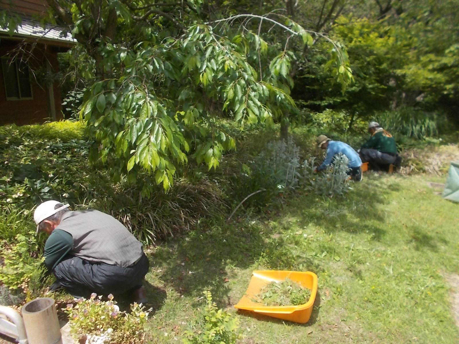除草ボランティア　の写真