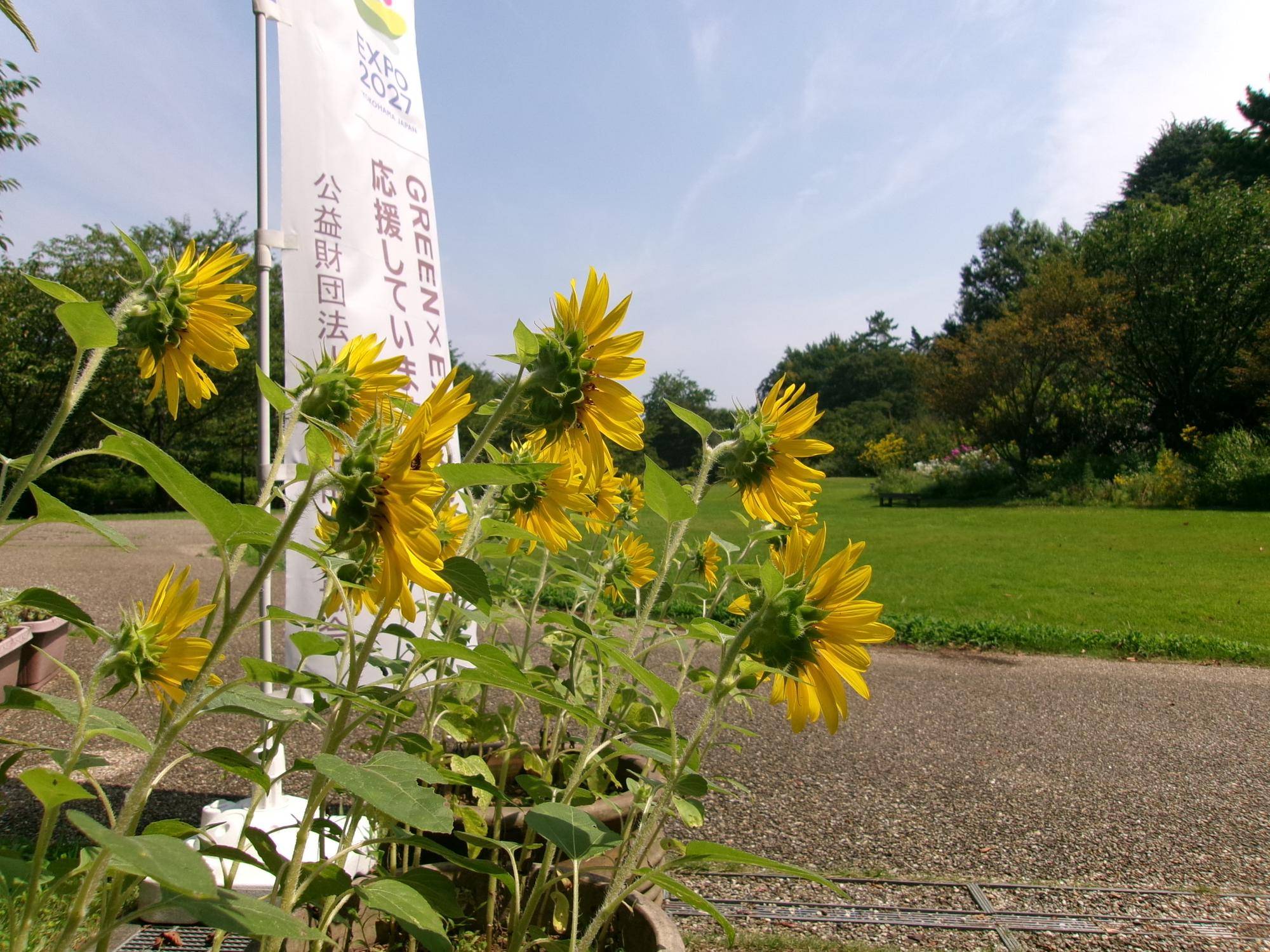 今日から８月の写真