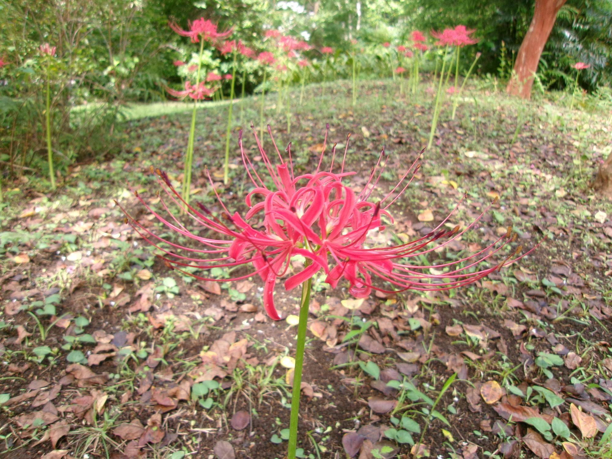 秋分の日の写真