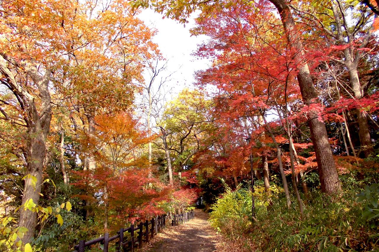 俣野別邸庭園_もみじ坂.jpg