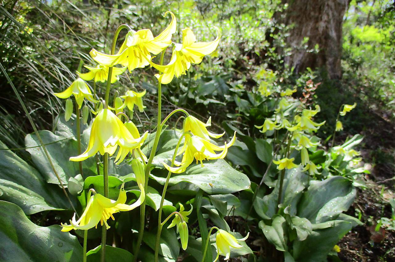 俣野別邸庭園_山野草の小径キバナカタクリ.jpg