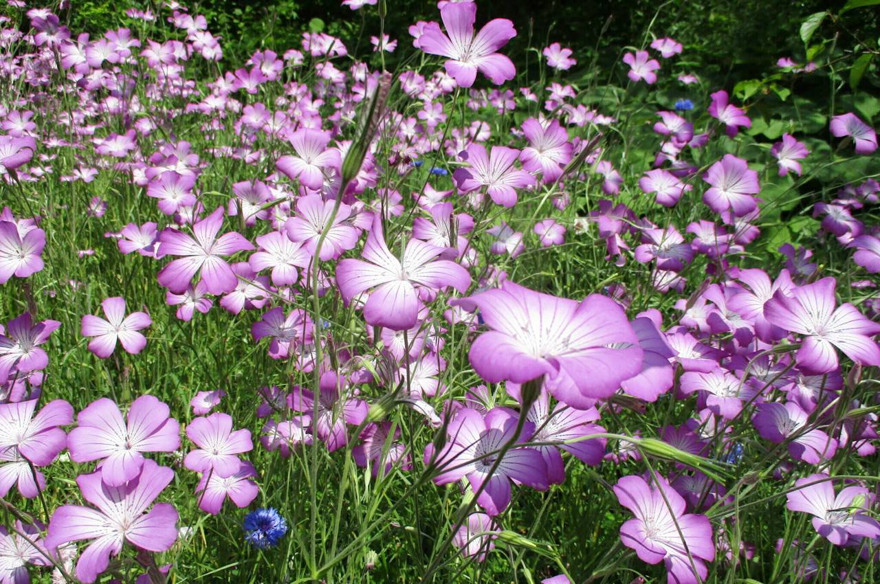 俣野別邸庭園_四季の花苑アグロステンマ.jpg