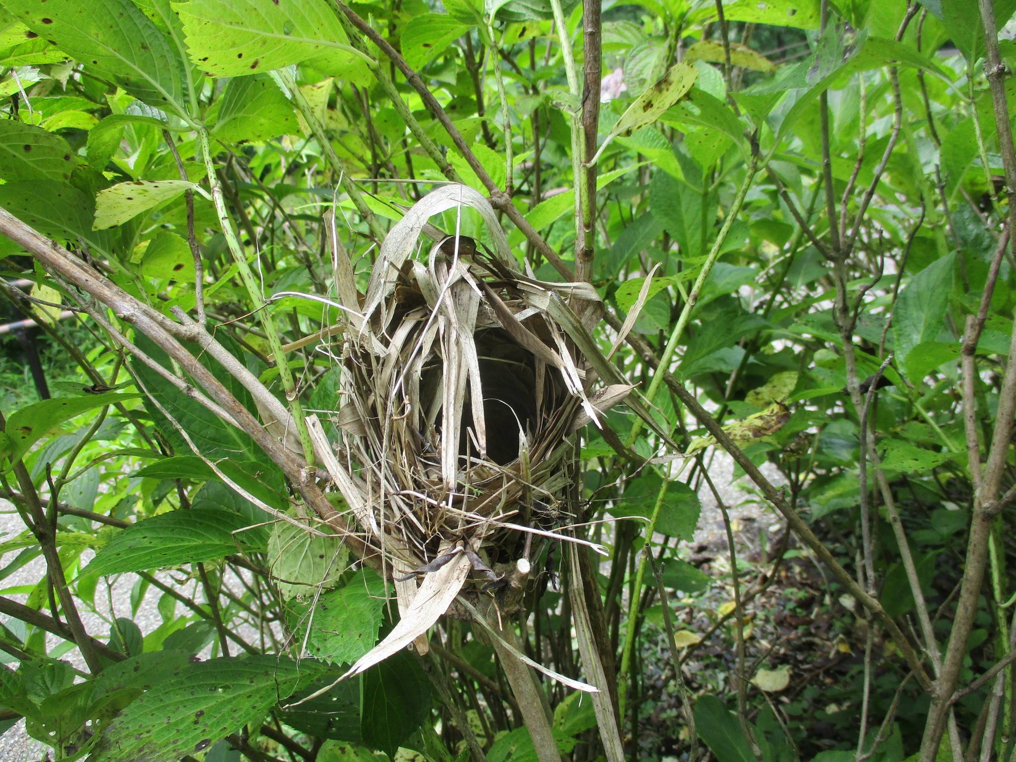 ウグイスの巣1.jpg