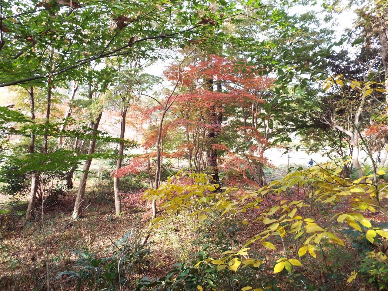 /park/matanobettei/authora8510/158f59b671643b3ddaa9878fb5a13b54413bdcfa.jpg