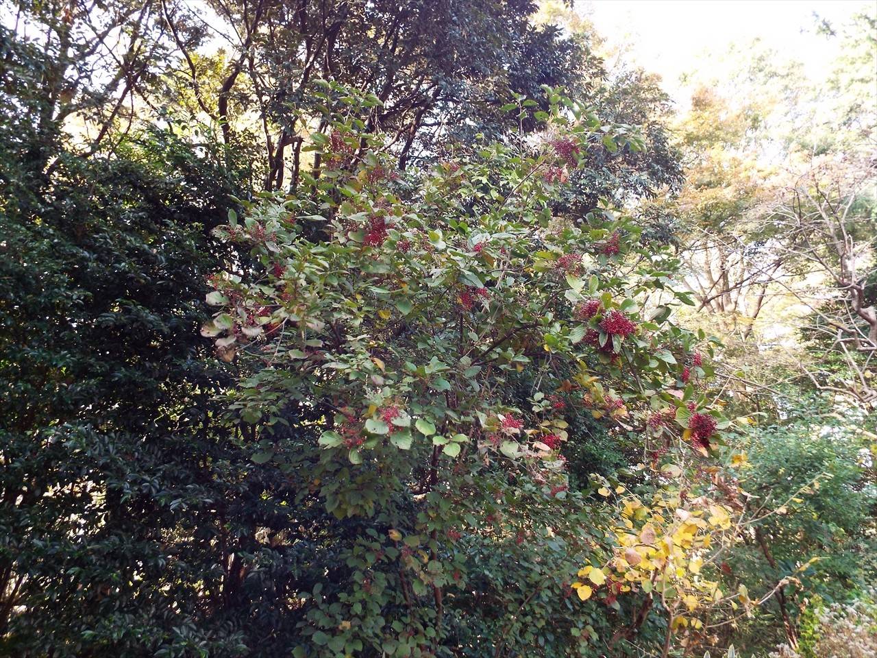 /park/matanobettei/authora8510/20181129-092044-0.jpg