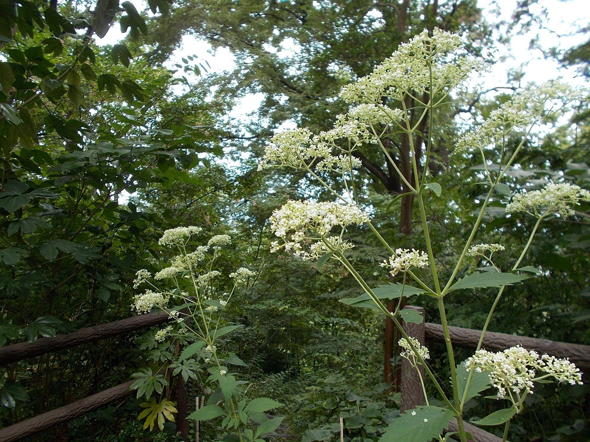 DSCN9022.jpg