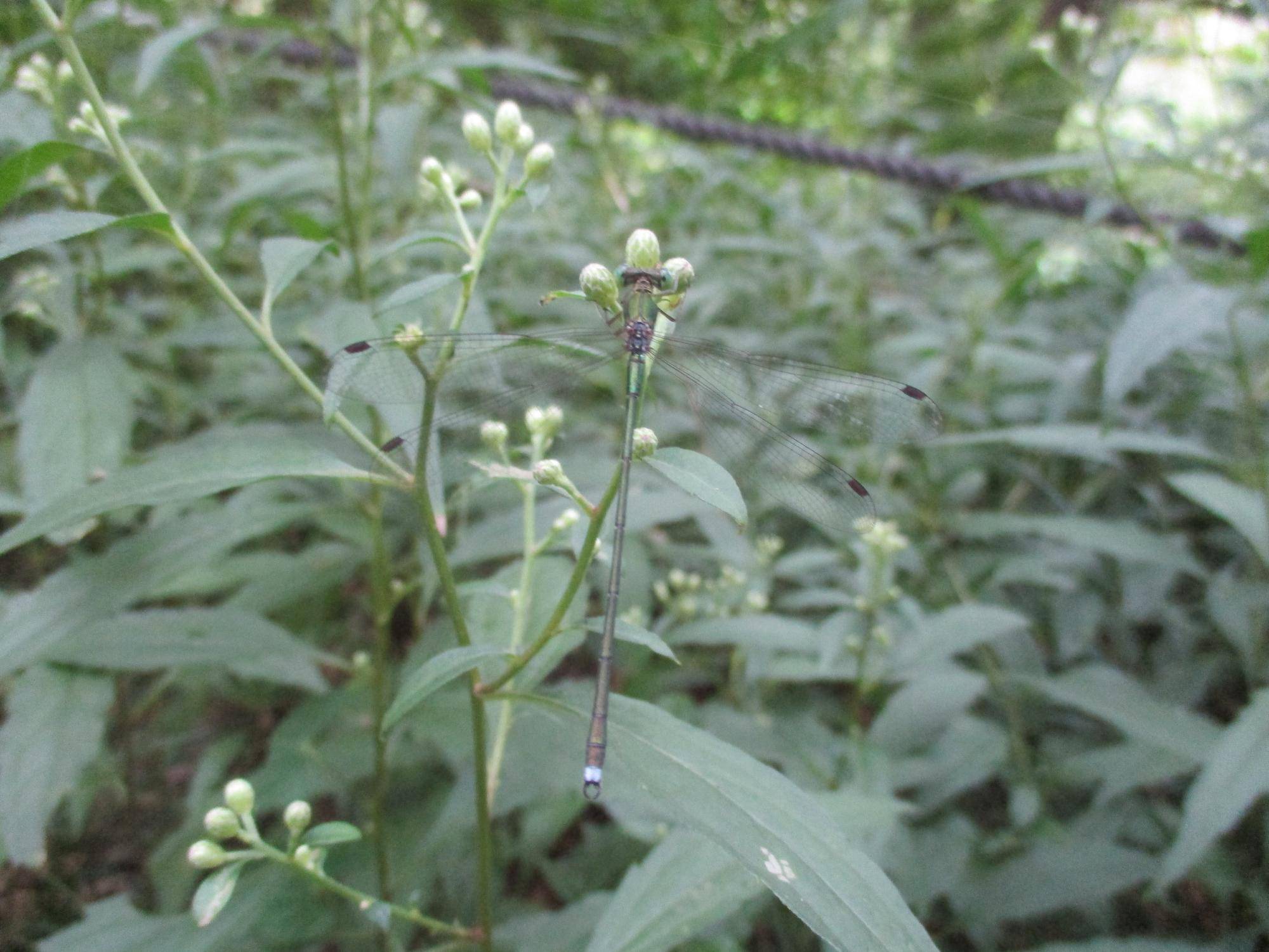 アオイトトンボ①.jpg