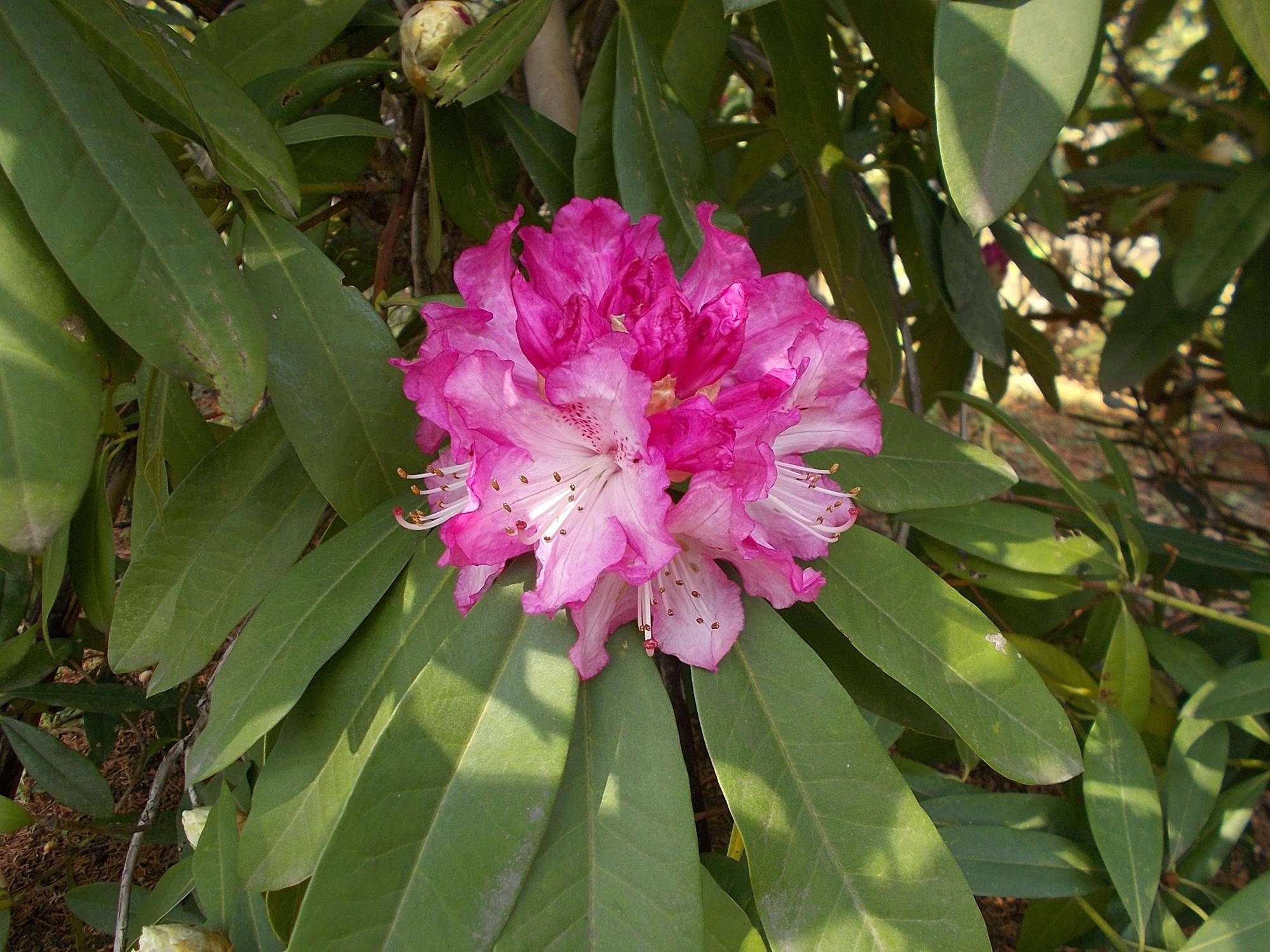 DSCN1471.jpg