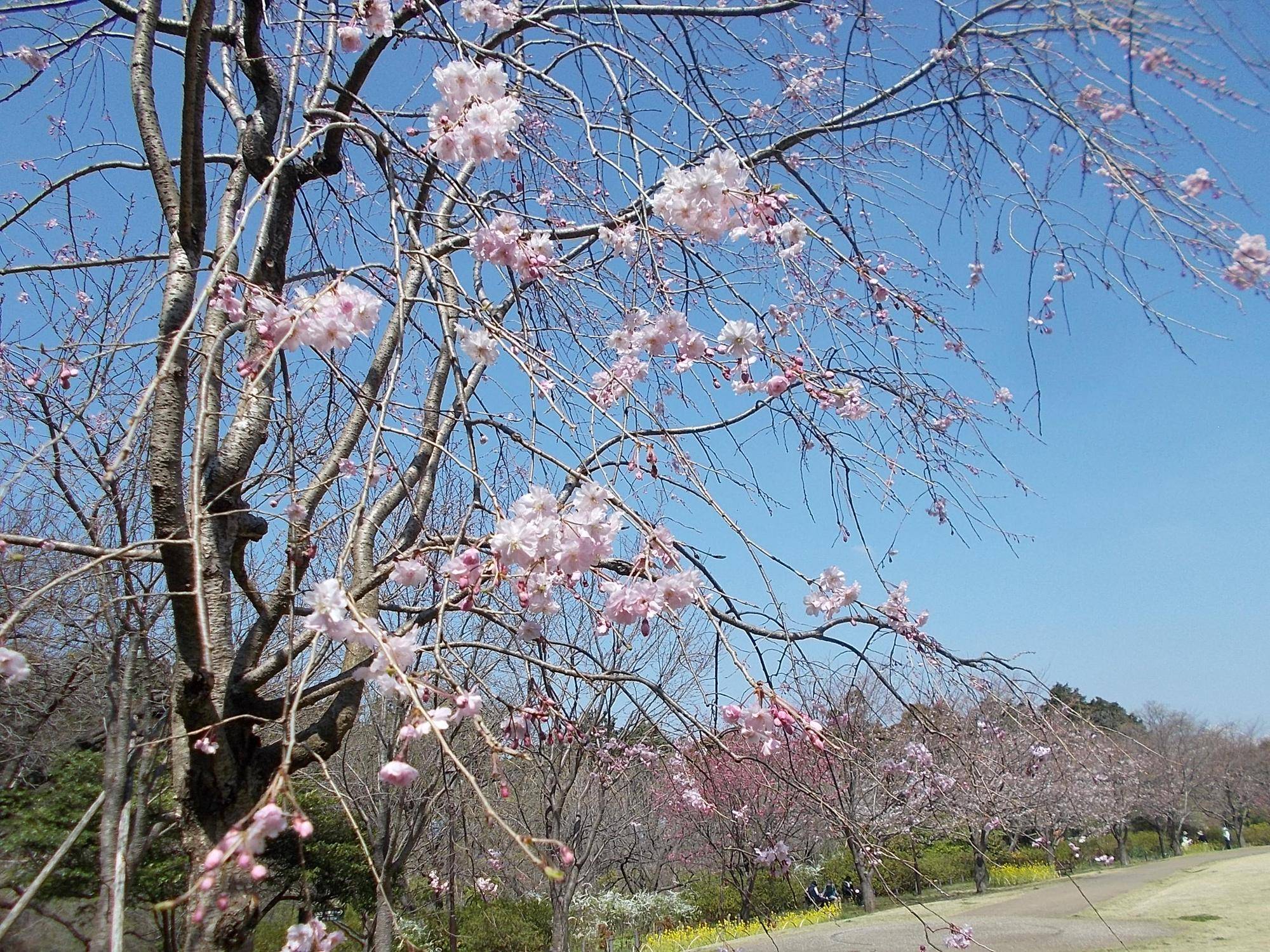DSCN1458.jpg