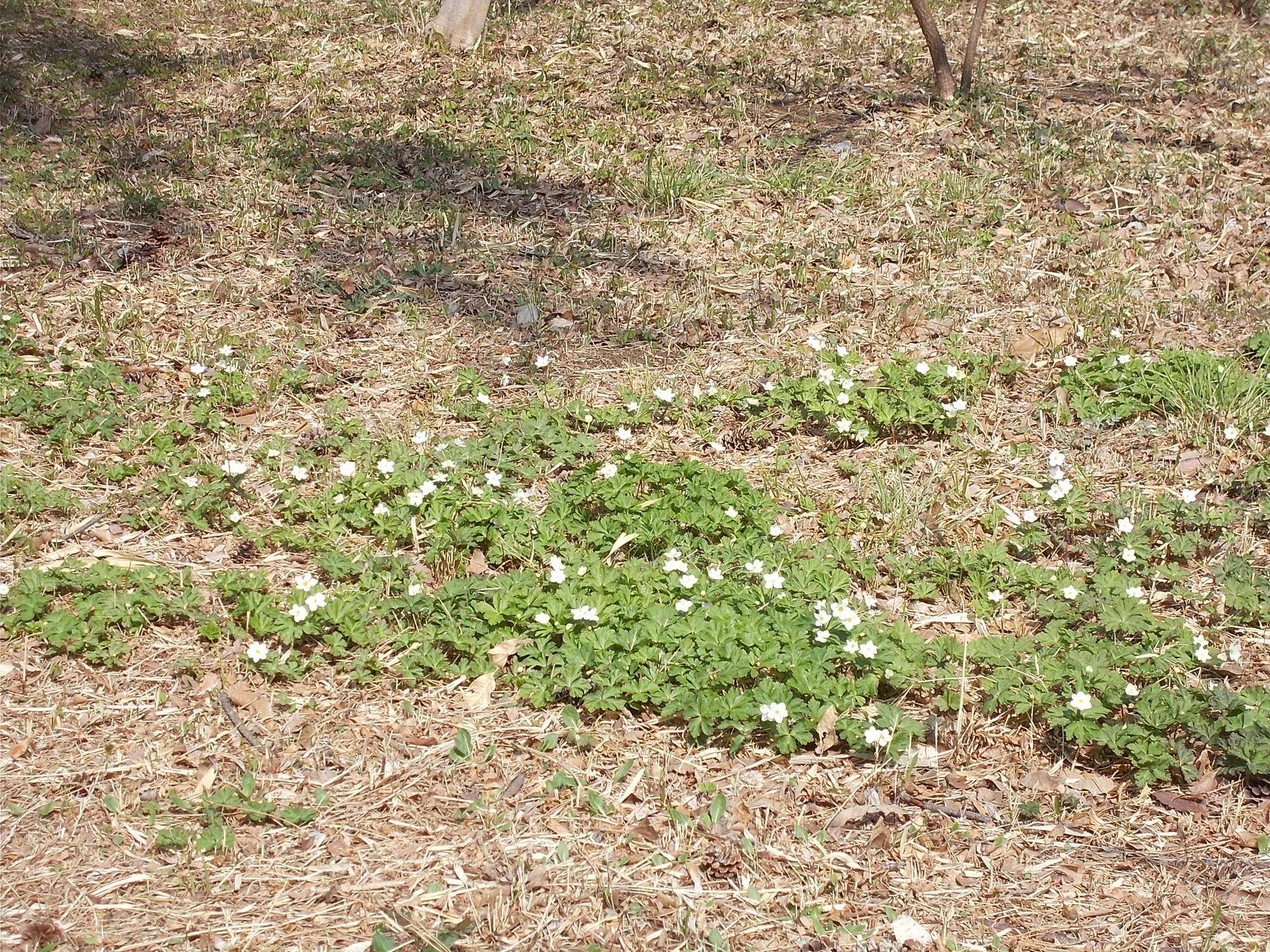 DSCN1199.jpg
