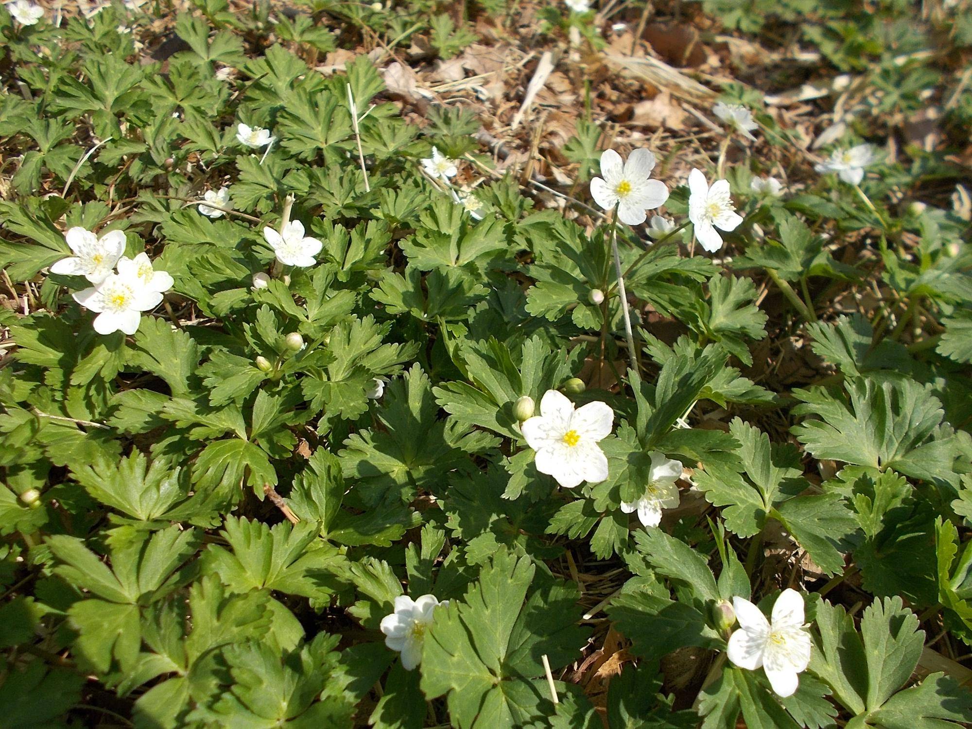 DSCN1200.jpg