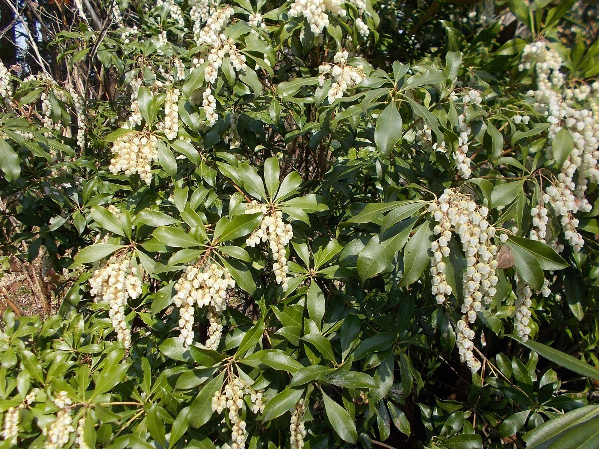 DSCN1210.jpg