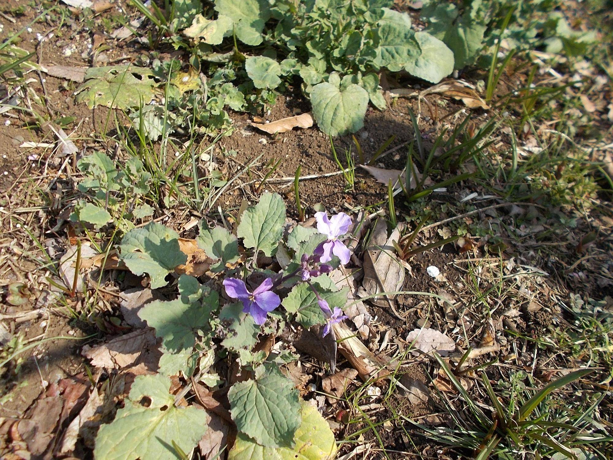 DSCN1225.jpg