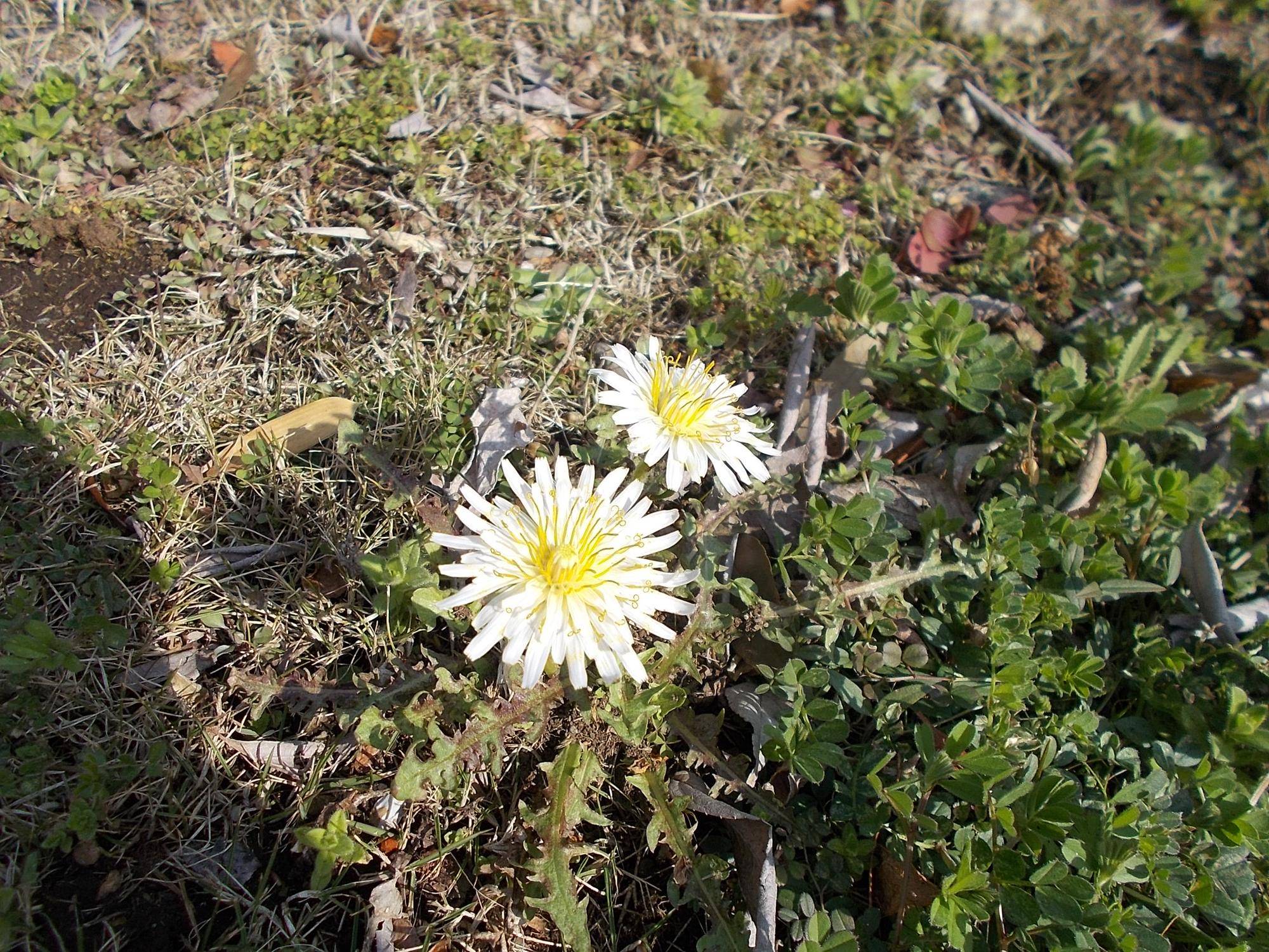 DSCN1226.jpg