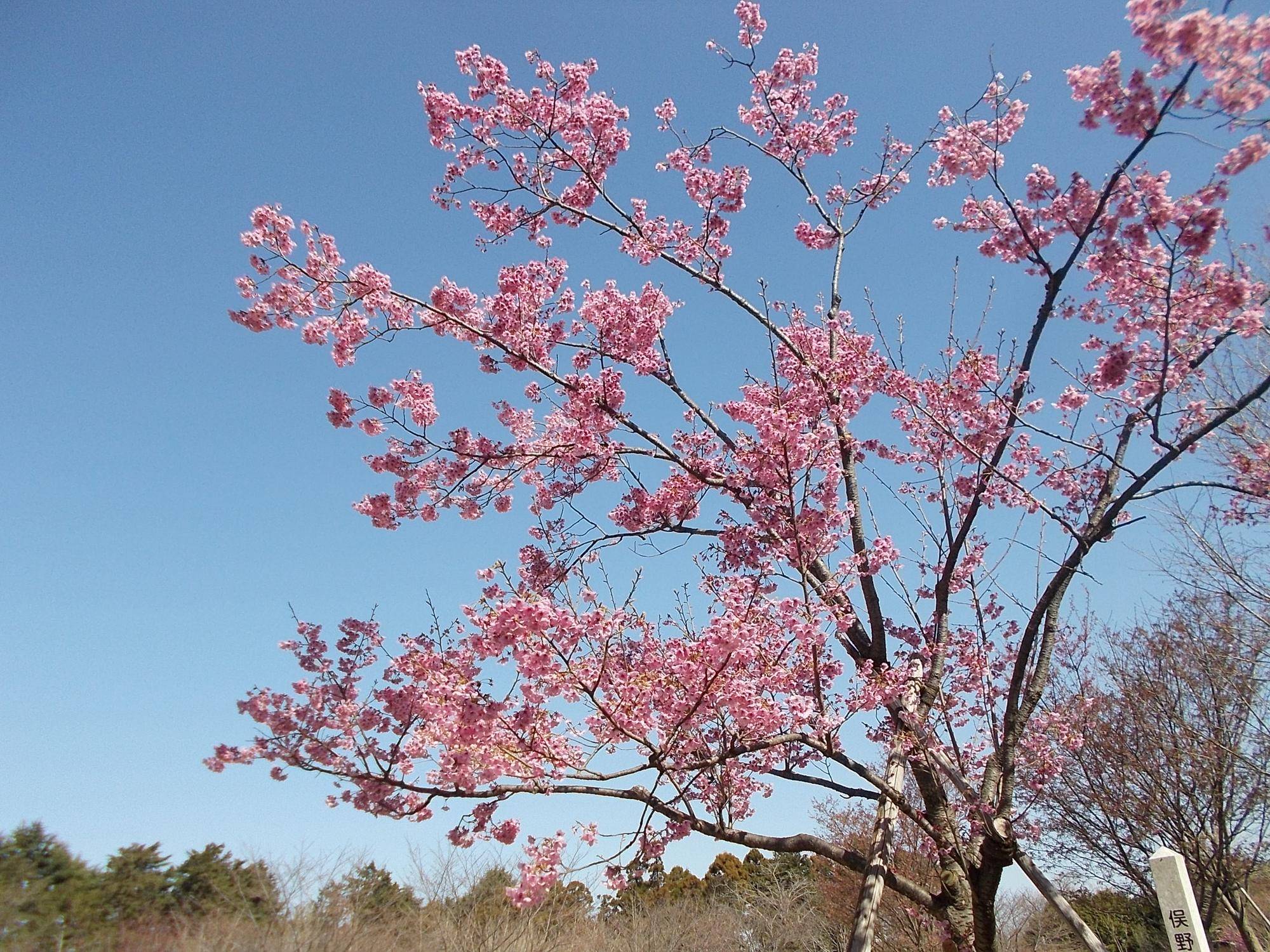 DSCN1407.jpg