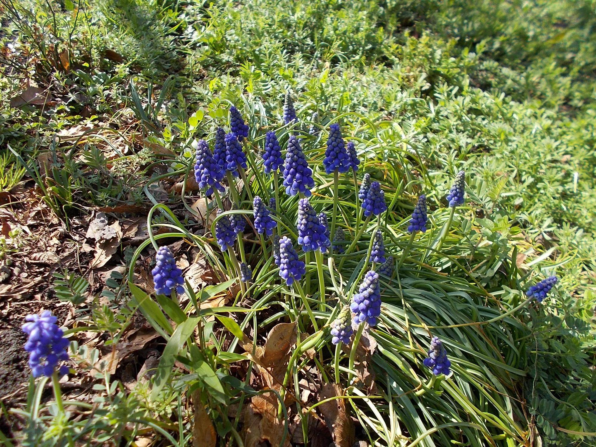 DSCN1415.jpg