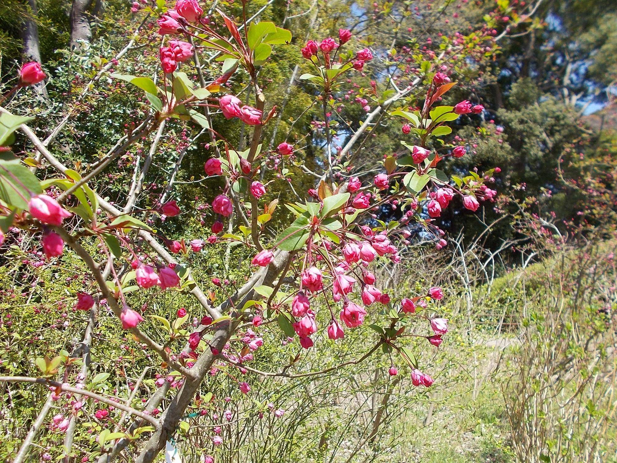 DSCN1440.jpg