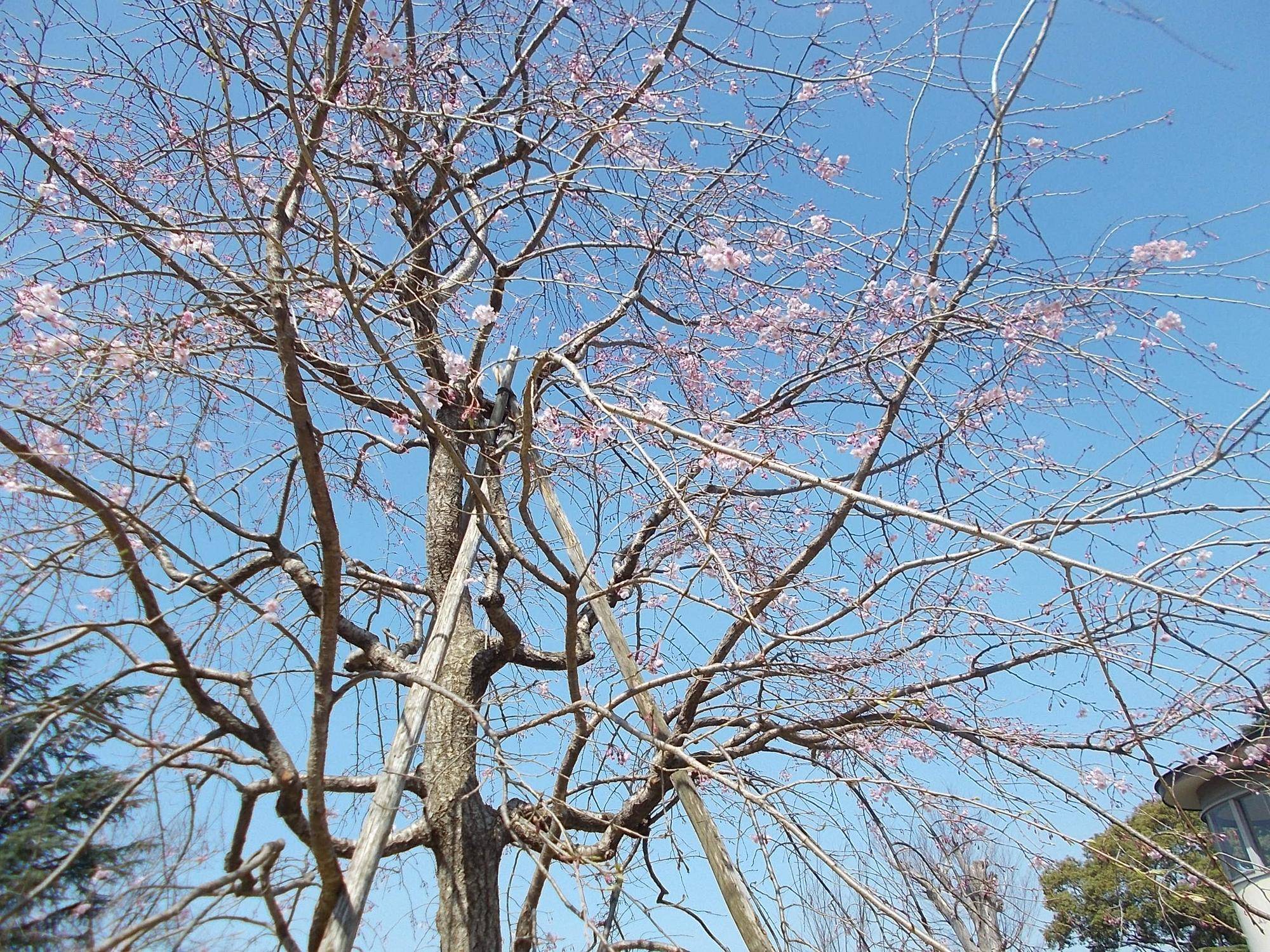 DSCN1445.jpg