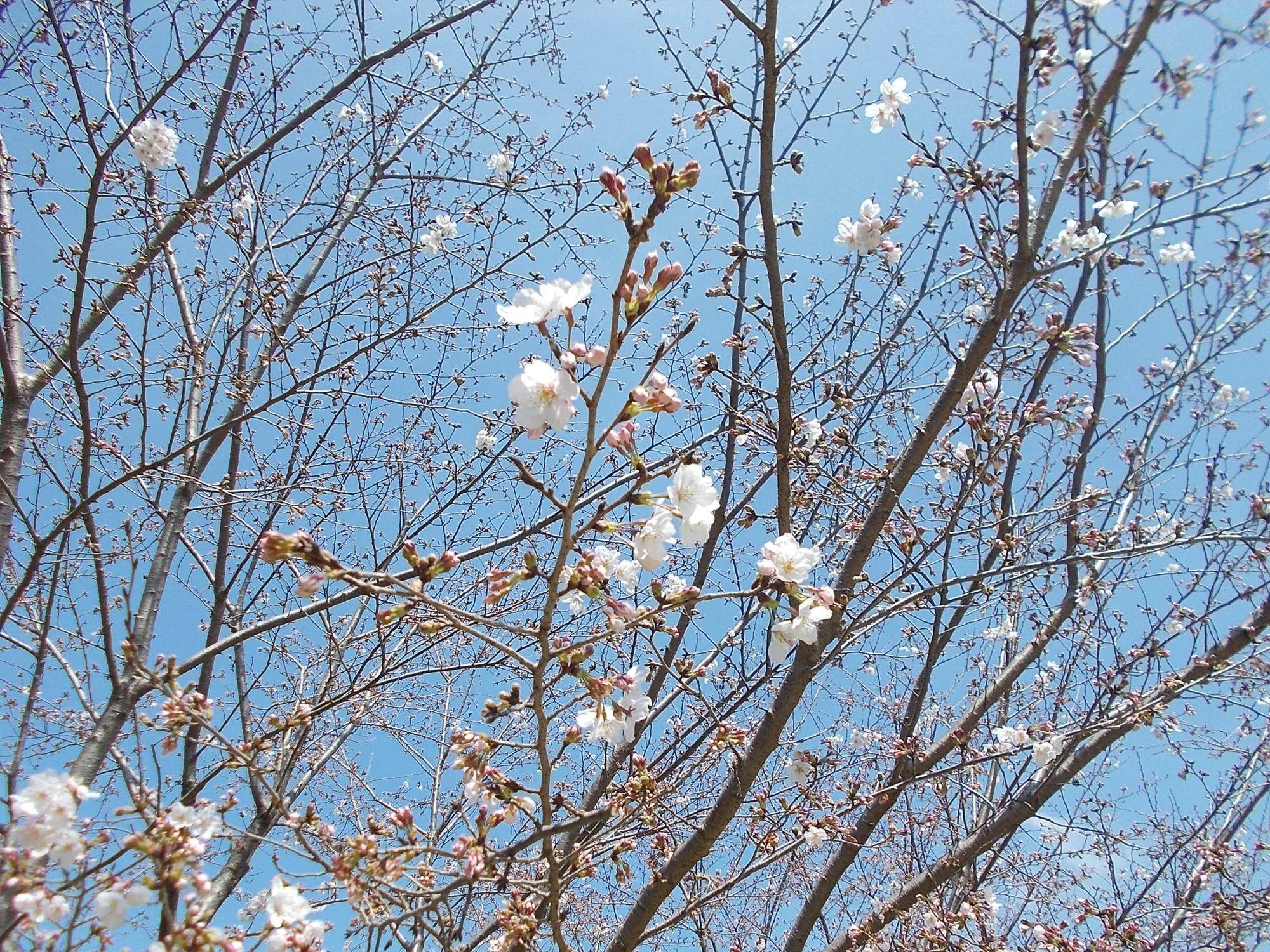 DSCN1447.jpg
