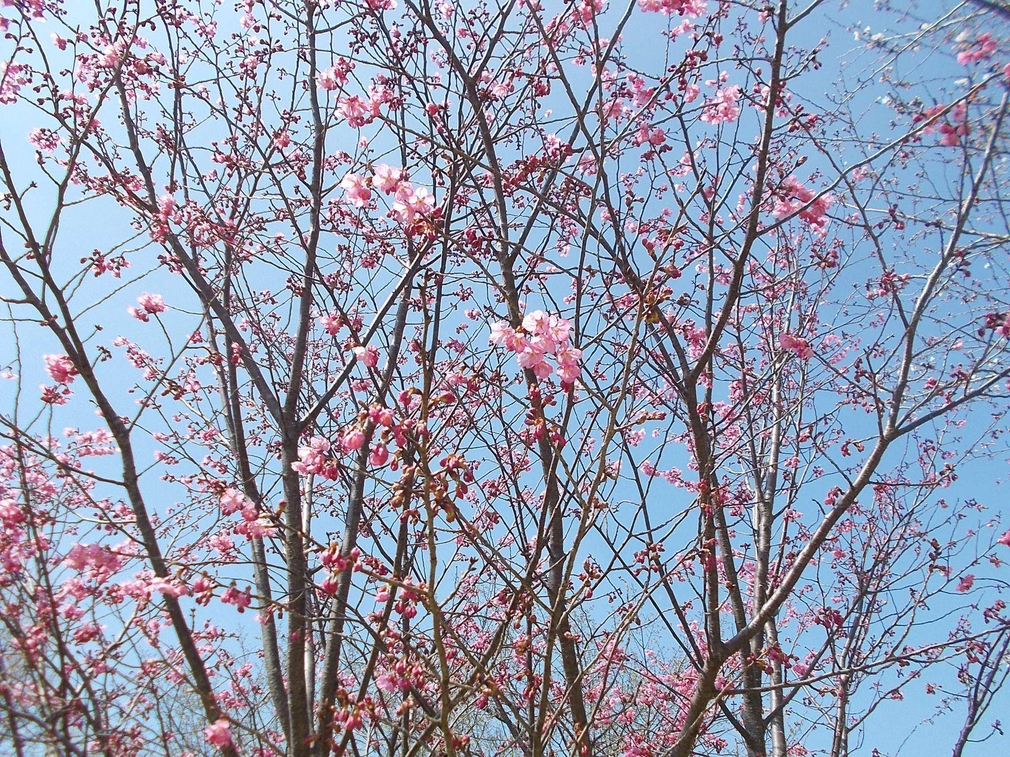 DSCN1450.jpg