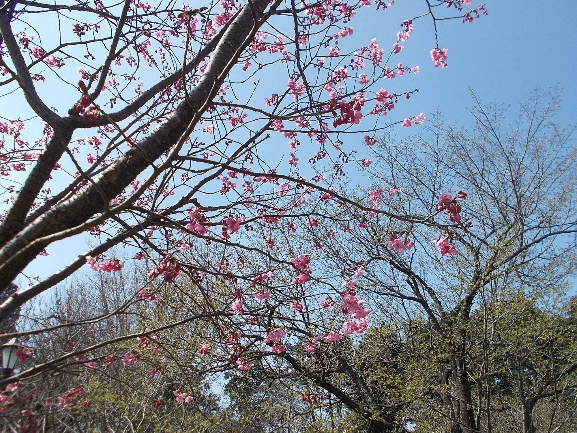DSCN1451.jpg