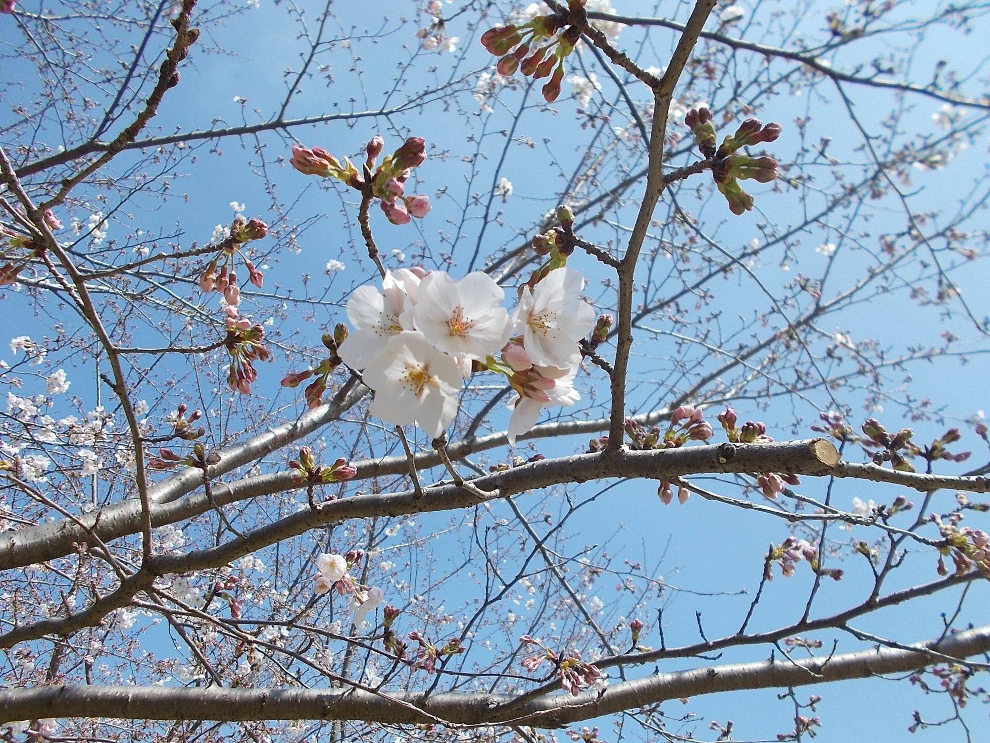 DSCN1454.jpg