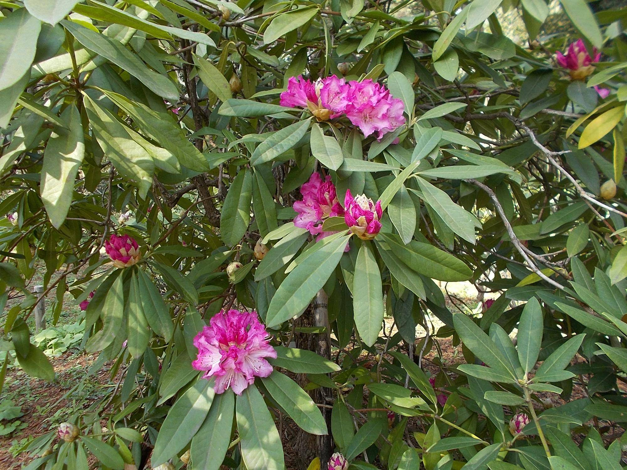 DSCN1472.jpg