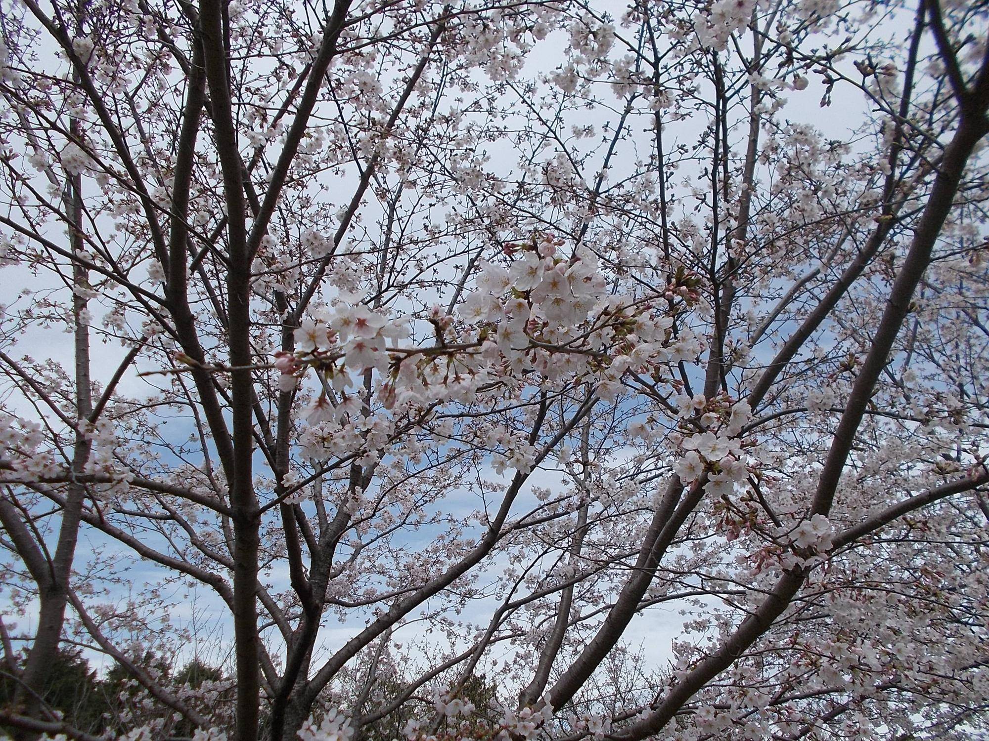 DSCN1498.jpg