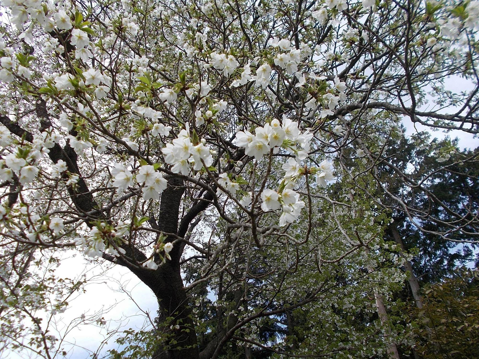 DSCN1508.jpg