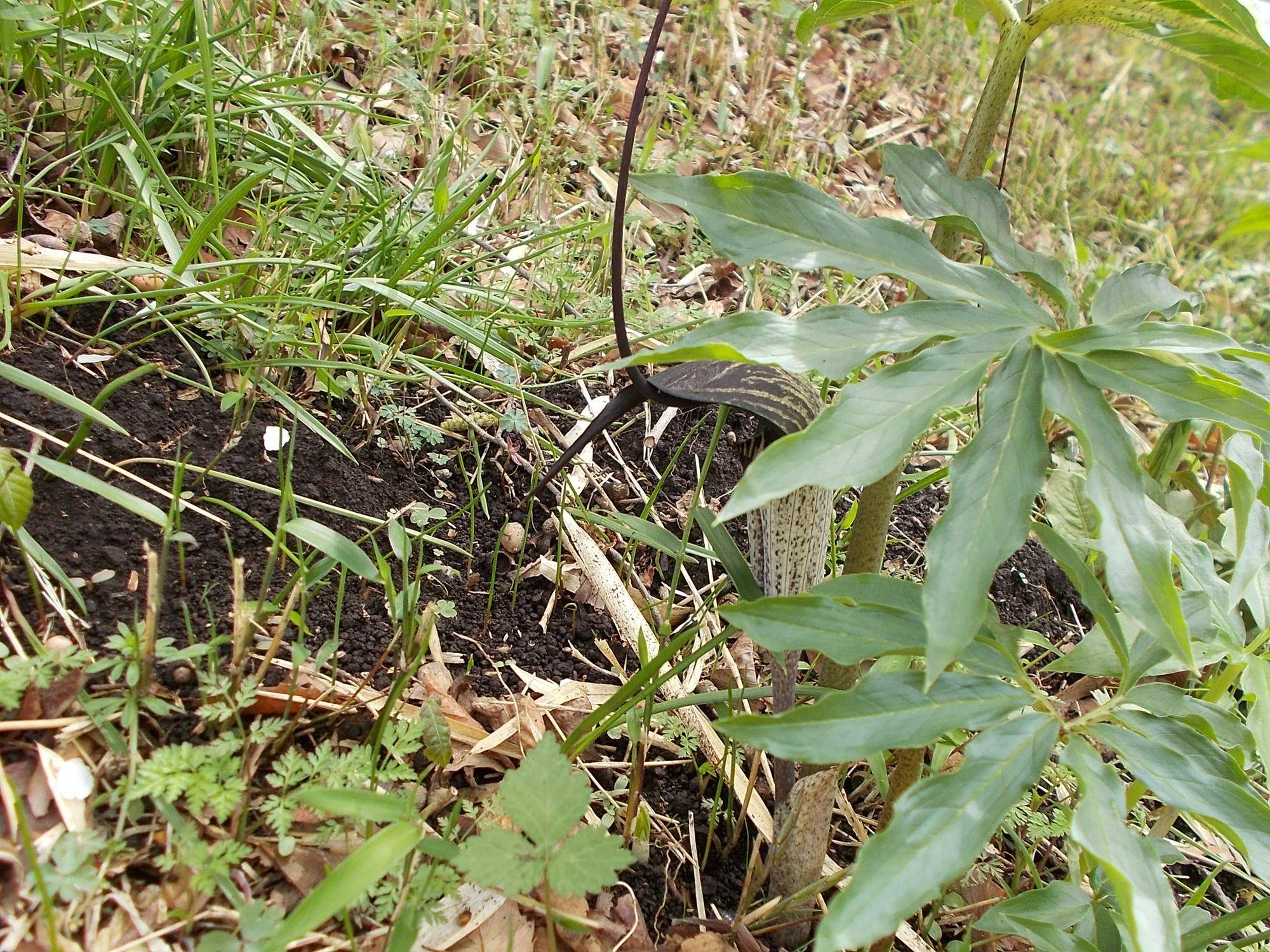 DSCN1519.jpg